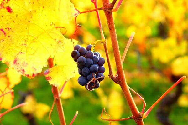pinot noir